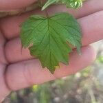 Viburnum acerifolium Blatt