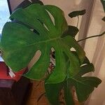 Monstera deliciosa Leaf