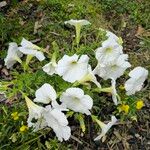 Petunia axillaris Other