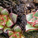 Echeveria longissima Hoja