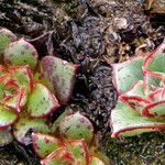 Echeveria longissima Leaf