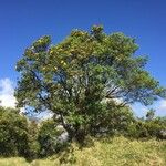 Hypericum lanceolatum Vekstform