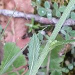Sinapis pubescens Kukka