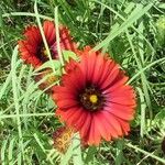 Gaillardia amblyodon Floare