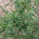 Adenocarpus telonensis 葉
