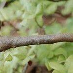 Rhododendron canescens Bark