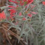 Castilleja arachnoidea Buveinė