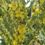 Verbascum lychnitis Blomst