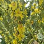 Verbascum lychnitis Цвят