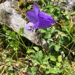 Campanula bertolae Цвят