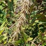Elymus riparius Flower