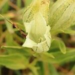 Gentiana algida Fleur