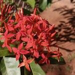 Ixora chinensis Fleur