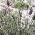 Lavandula pedunculata Blatt