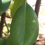 Rhaphiolepis umbellata Leaf