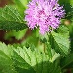 Centratherum punctatum Flor