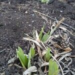 Iris pumila 叶