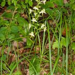 Platanthera chlorantha Buveinė