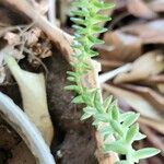 Sedum moranense Habit