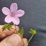 Geranium asphodeloides Кветка