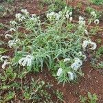 Heliotropium longiflorum फूल