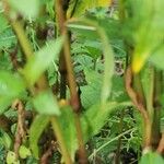 Persicaria odorata Bark