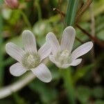 Lysimachia tenella Žiedas