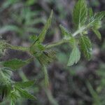 Marsypianthes chamaedrys Hoja