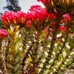 Crassula coccinea Flor