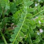 Biserrula pelecinus Leaf