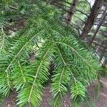 Abies balsamea برگ