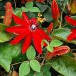 Passiflora miniata Flor