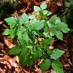 Cardamine chelidonia 葉