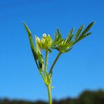 Anthyllis cornicina 形態