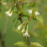 Prunus trichostoma 花