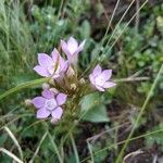 Gentianella ramosa Virág