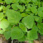 Salvia tiliifolia Leaf