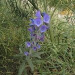 Echium vulgareFleur