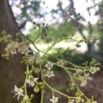 Cordia incognita