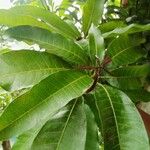 Mangifera indica পাতা