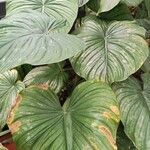 Philodendron mamei Blad