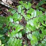 Xylopia pulcherrima Hoja