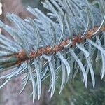 Picea engelmannii ᱥᱟᱠᱟᱢ