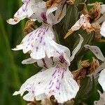 Dactylorhiza maculata Kvet