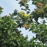 Cordia dentata Συνήθη χαρακτηριστικά