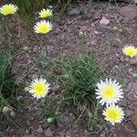 Malacothrix californica Flor
