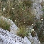 Allium saxatile Hábito