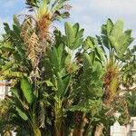 Strelitzia nicolai Συνήθη χαρακτηριστικά