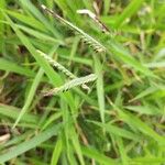 Urochloa eminii Квітка