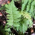 Dryopteris intermedia Hoja